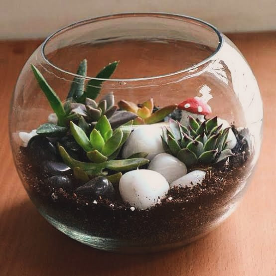 Glass Terrariums
